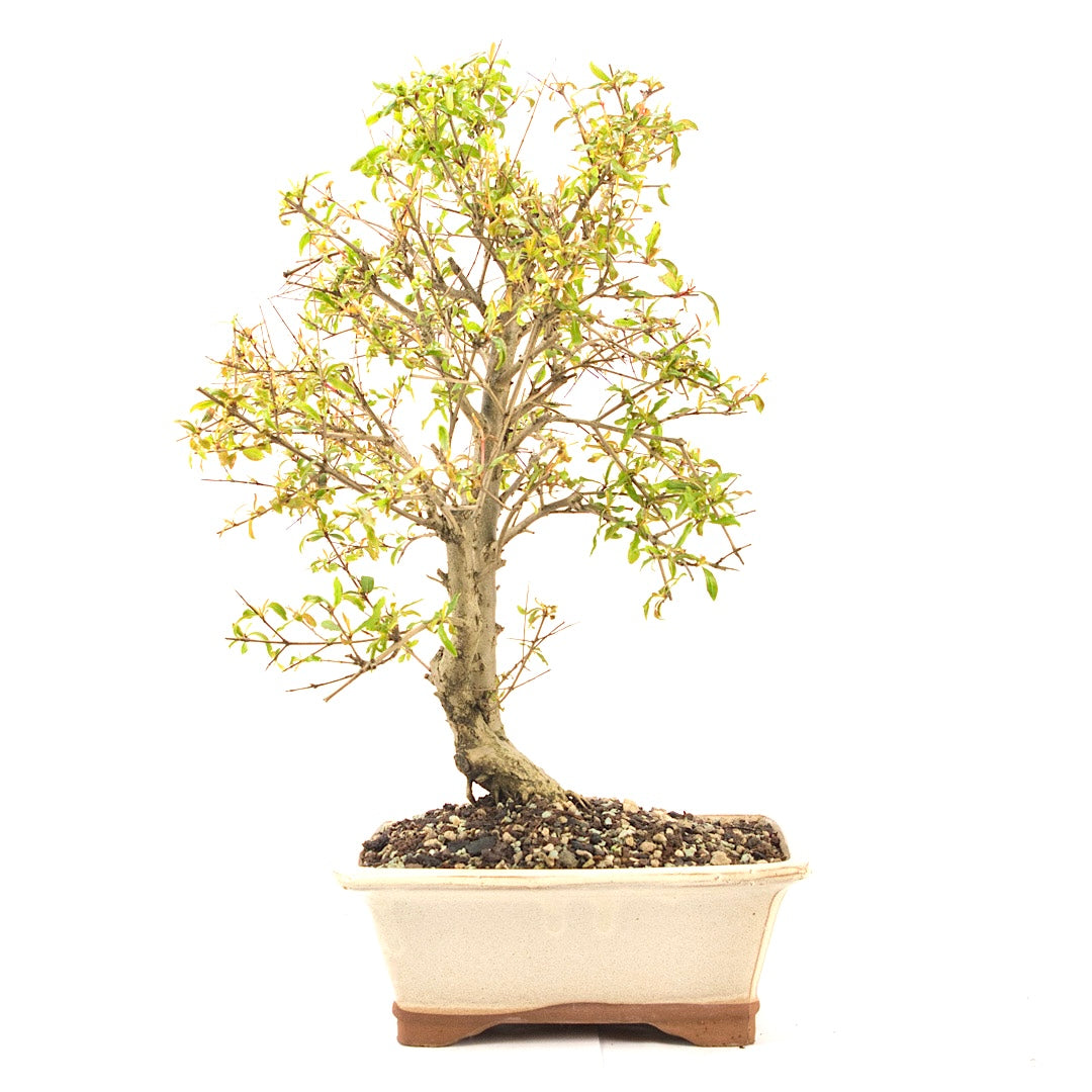 Granatapfel 'Punica granatum'